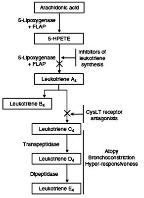 Cysteinyl Leukotrienes Pathway Genes, Atopic Asthma and Drug Response: From Population Isolates to Large Genome-Wide Association Studies